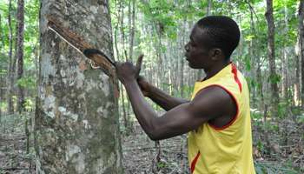 Un saigneur entaille le tronc d’un hévéa pour recueillir la sève à Ikembélé. © Tiphaine Saint-Criq/J.A.