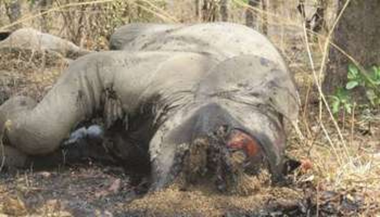 Plus de 400 bêtes auraient été abbatues en quelques semaines au Cameroun. © AFP