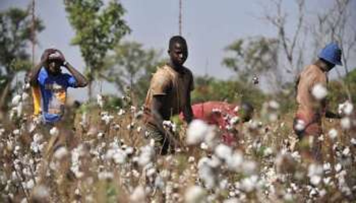 Le Mali est le deuxième producteur africain de coton. © Issoufou Sanogo/AFP