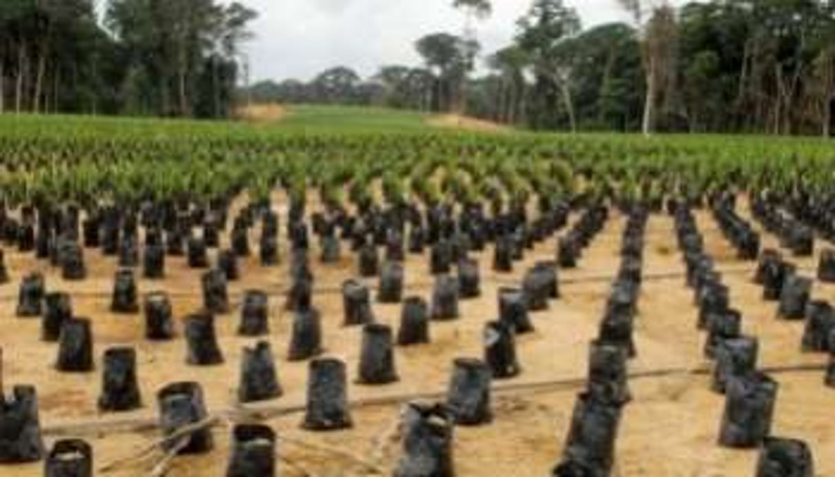 Une plantation de palmiers, à Kango, près de Libreville au Gabon, le 15 août 2011 Xavier. © Bourgois/AFP