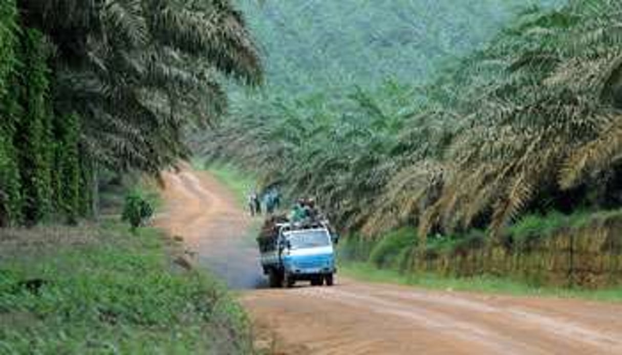 SIFCA produit 300000 tonnes d’huile par an avec ses plantations en Côte d’Ivoire et au Liberia. © Olivier pour J.A