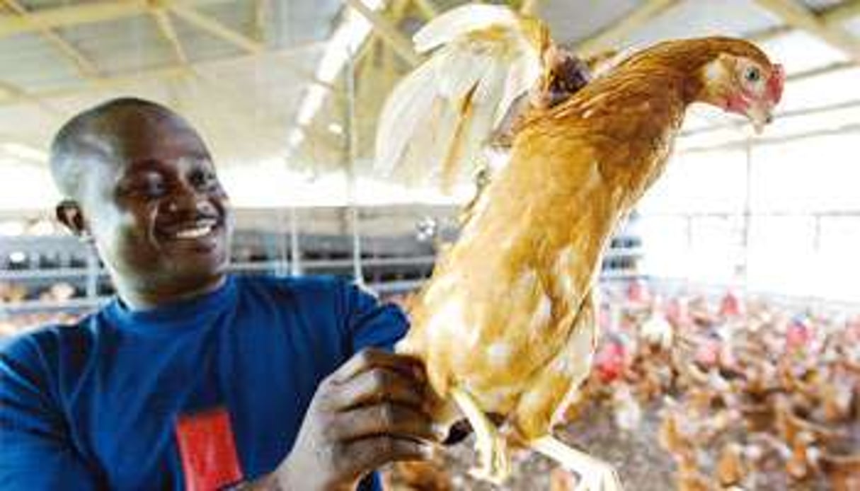 L’aviculture commerciale (ici, en Côte d’Ivoire) reste rare au sud du Sahara, malgré l’importance de la demande. © AFP