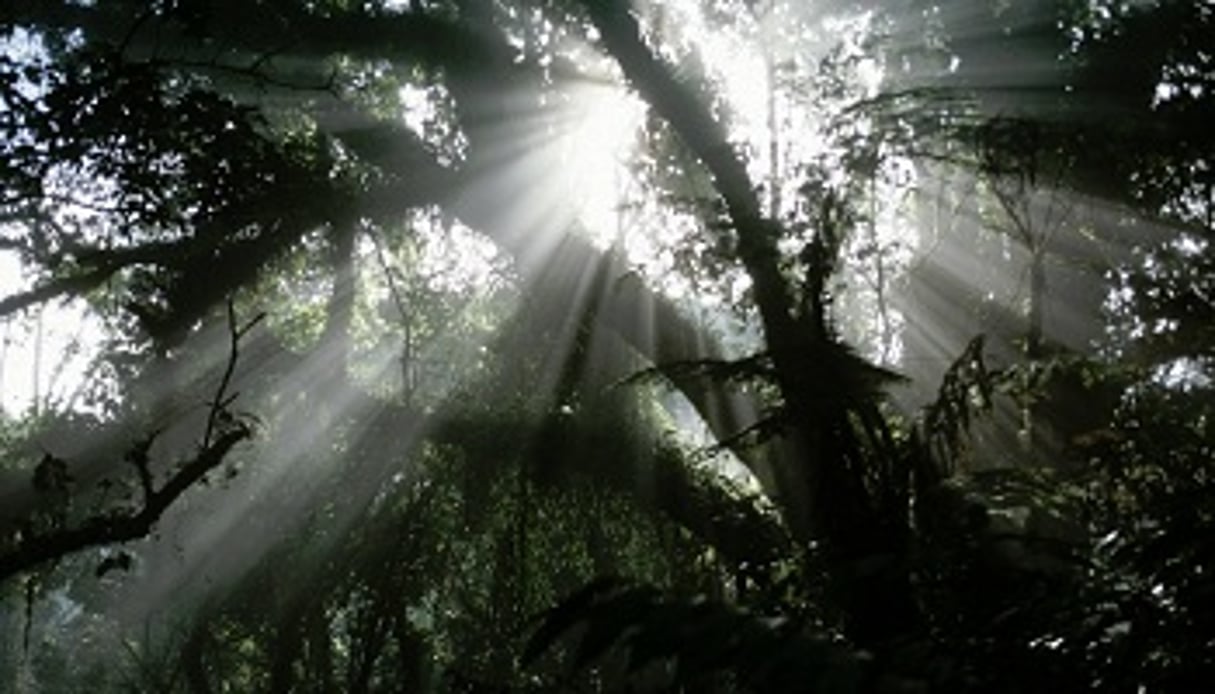 Avec un mécanisme comme le REDD+, préserver les forêts aussi peut rapporter. © DR