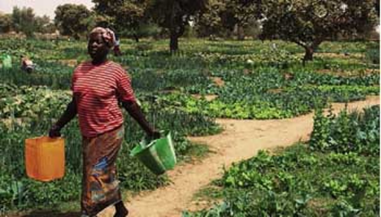 La nouvelle institution investira dans les PME agricoles africaines, comme ici au Niger. © Djibo Tagazza/JA