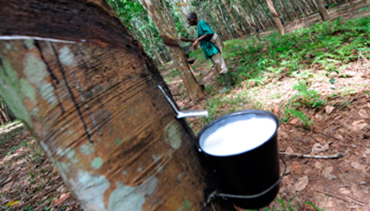 SAPH est le premier producteur de caoutchouc naturel d’Afrique de l’Ouest, avec 130 000 tonnes par an. © Olivier pour J.A.