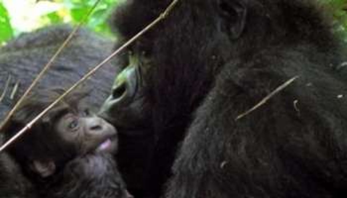 AU Rwanda, au moins 19 gorilles des montagnes sont nés depuis un an. © AFP