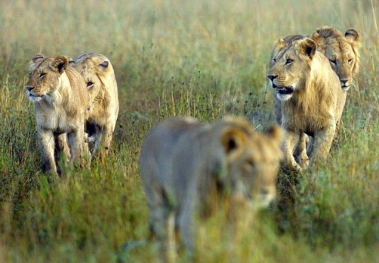 Kenya: six lions et lionceaux tués à coups de lances par des paysans près de Nairobi © AFP
