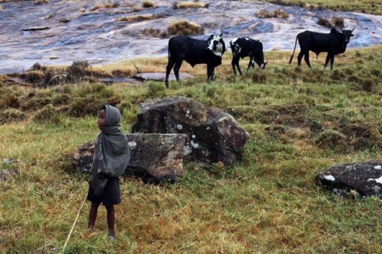 Madagascar: l’armée poursuit sa traque des voleurs de bétail © AFP