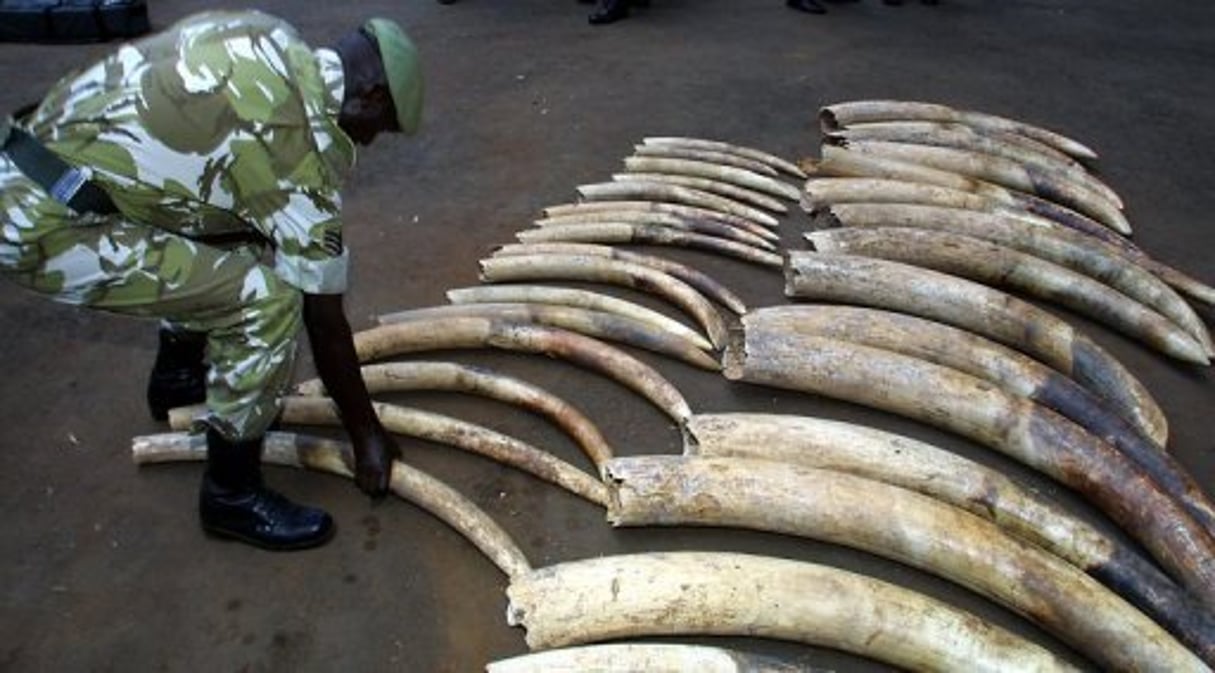Gabon: 5 tonnes d’ivoire de 850 éléphants brûlées par les autorités © AFP