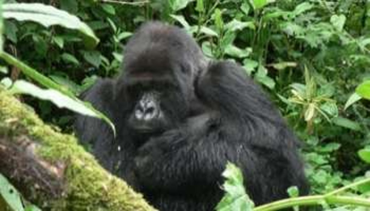 Dix-neuf gorilles sont nés au Rwanda en 2011. © AFP