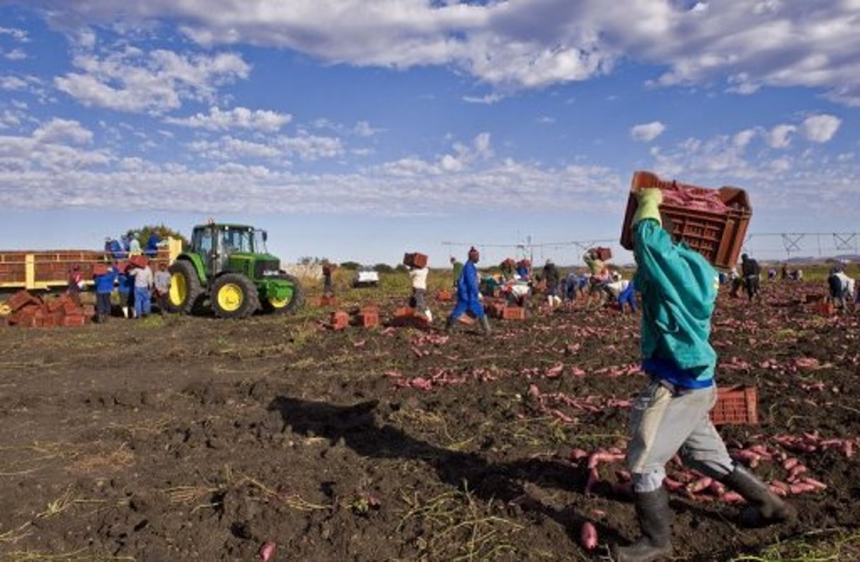 Afrique du Sud: la ministre de l’Agriculture pour exproprier les fermiers blancs © AFP