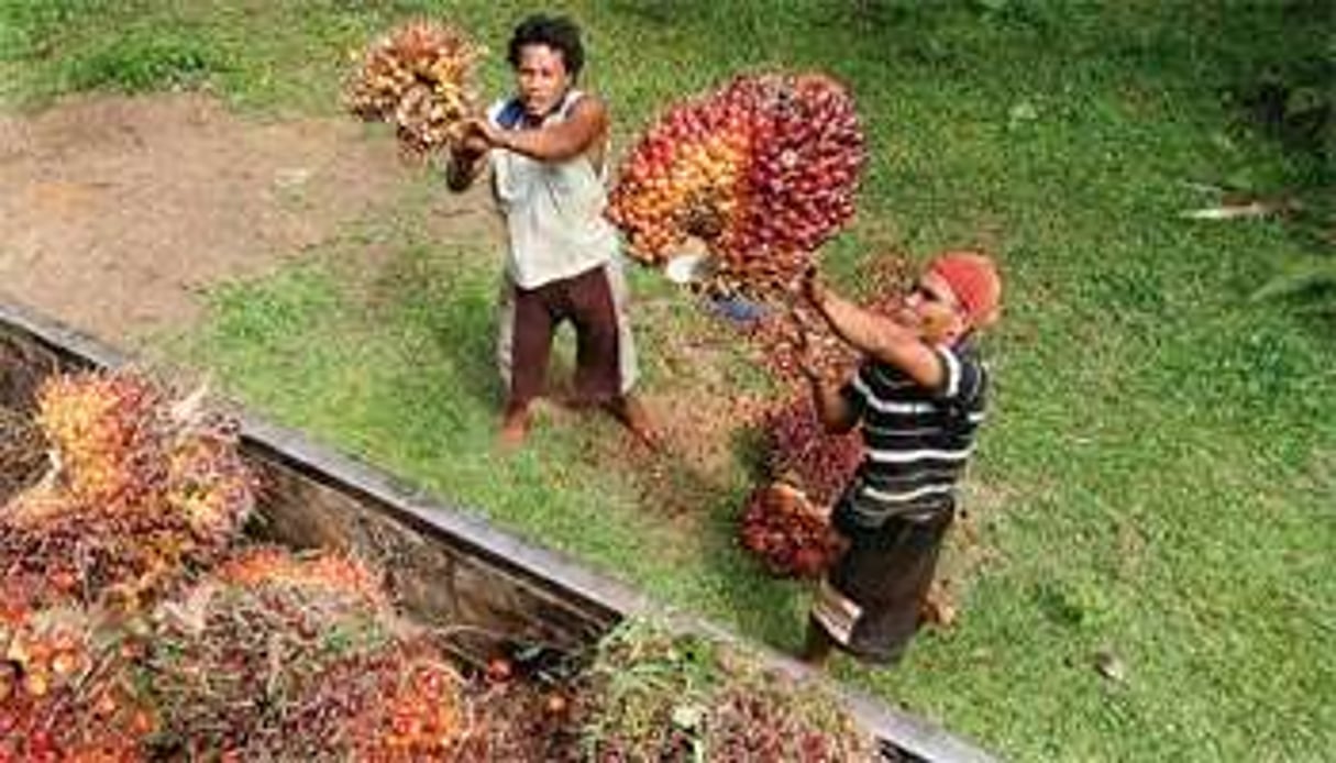 Outre l’huile de palme, Olam est également actif au Gabon dans le caoutchouc, les engrais et le bois. © YtHaryono/Reuters