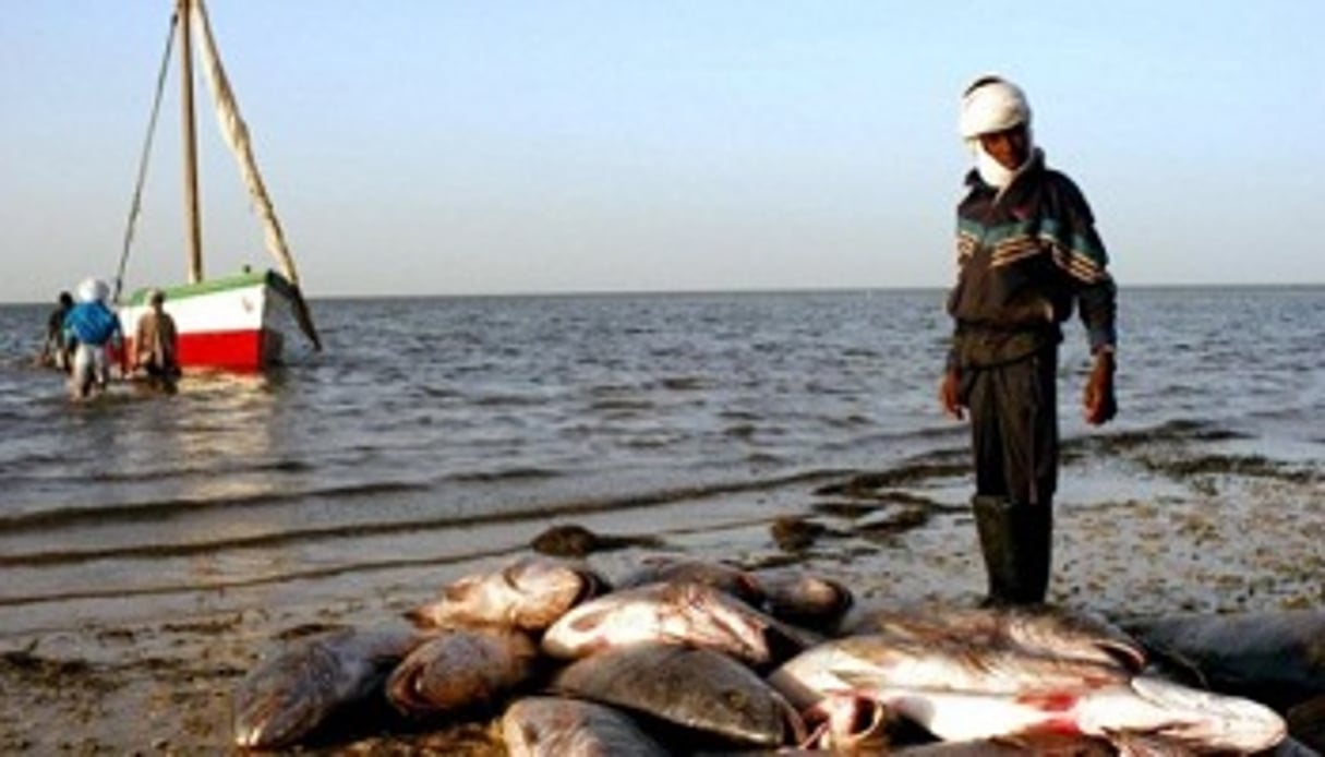 Le secteur de la pêche représente le quart du PIB de la Mauritanie. © Marie-Laure Josselin/AFP