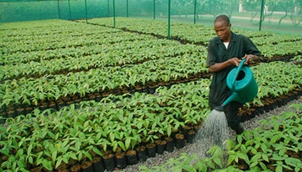 Plus de 800 000 plans de cacao ont été distribués aux agriculteurs ivoiriens. © Nestlé