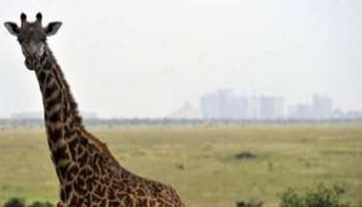 Une girafe du Nairobi National Park, à 7 km de la capitale kenyane, le 8 juin 2012. © Simon Maina/AFP