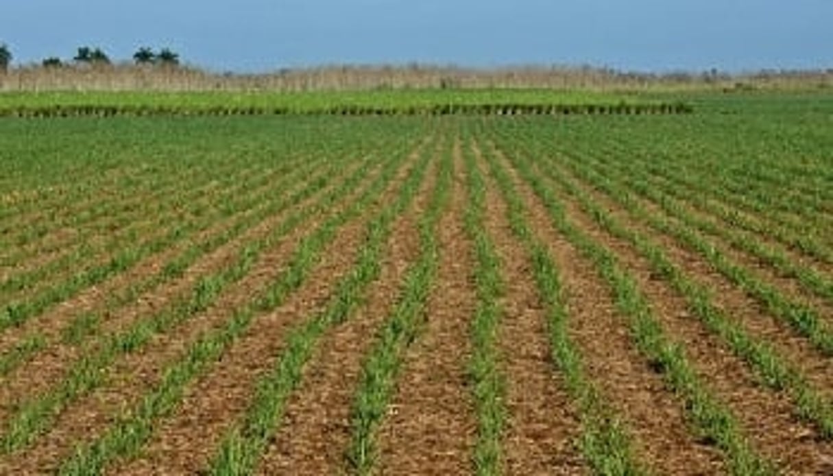 Un champ de canne à sucre. Justin Sugar Mills contrôle quelque 155 000 hectares de terrain pour alimenter la future usine. © AFP
