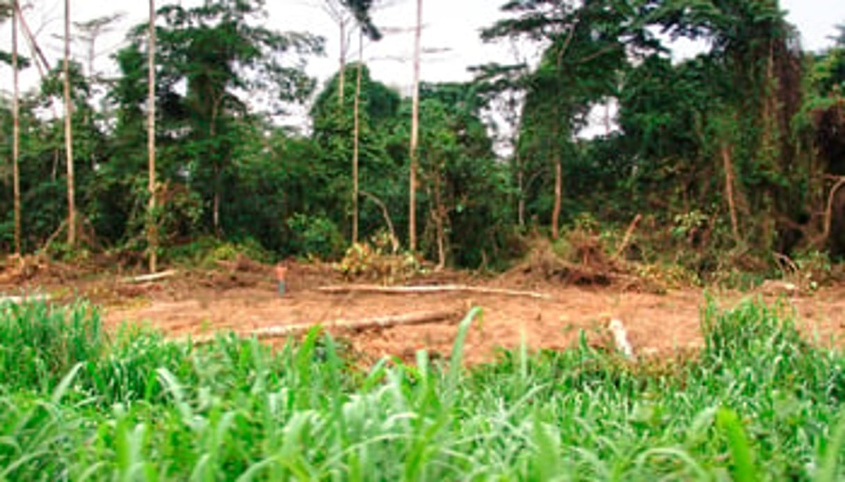 Pendant les années de crise, les forêts du nord de la Côte d’Ivoire ont été complètement saccagées. © Nabil Zorkot