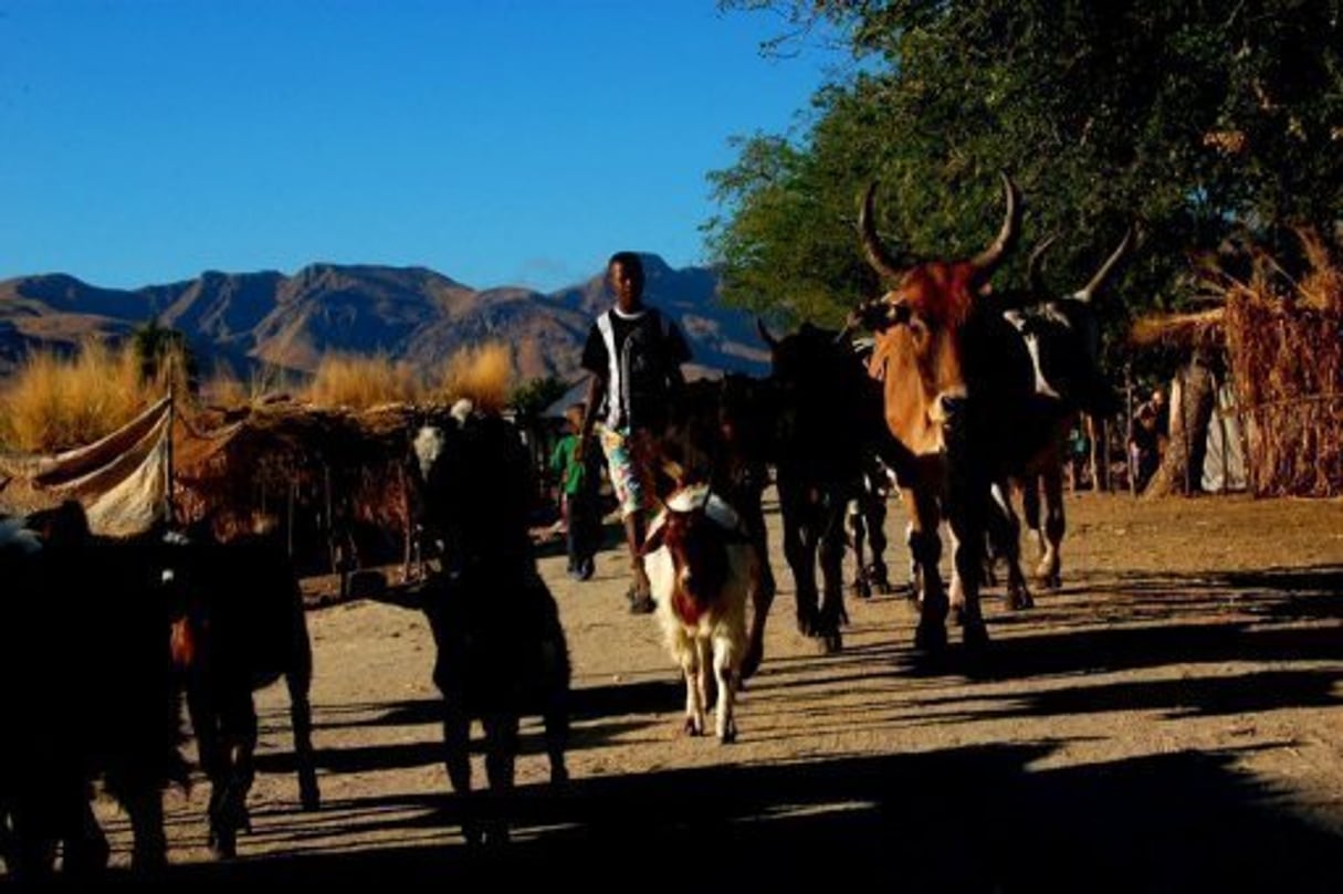 Madagascar: les razzias sur le bétail tournent au massacre sans précédent © AFP