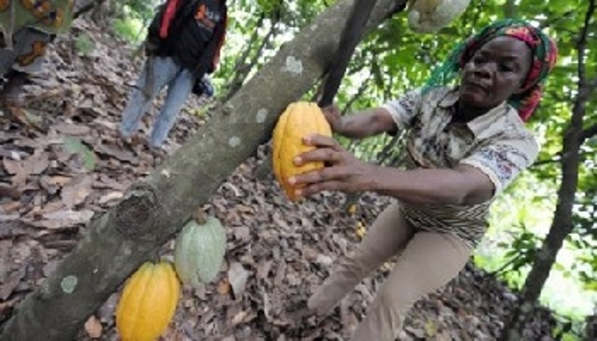 La productivité moyenne actuelle est de 400 kilos de cacao par hectare : le gouvernement souhaite la multiplier par cinq. © AFP