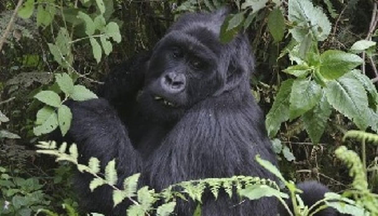 Sur les 800 gorilles des montagnes qui subsistent, le parc des Virunga en abrite 200. © AFP