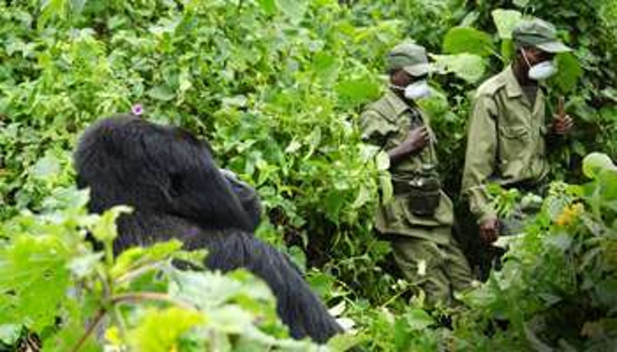 Les rangers congolais sont parmi les éléments les mieux entraînés du pays. © AFP