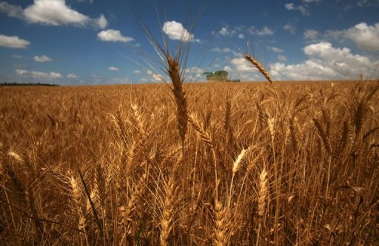 Un nouvel Eldorado pour le blé en Afrique © AFP