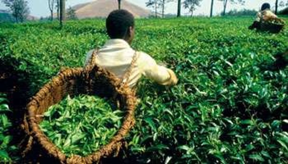 Récolte du thé dans le Kivu. © Van Coolen/Eureka/Slide Reporters/REA
