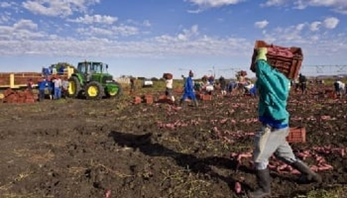 Environ 400 millions d’hectares de terres arables sont laissées à l’abandon en Afrique. © AFP