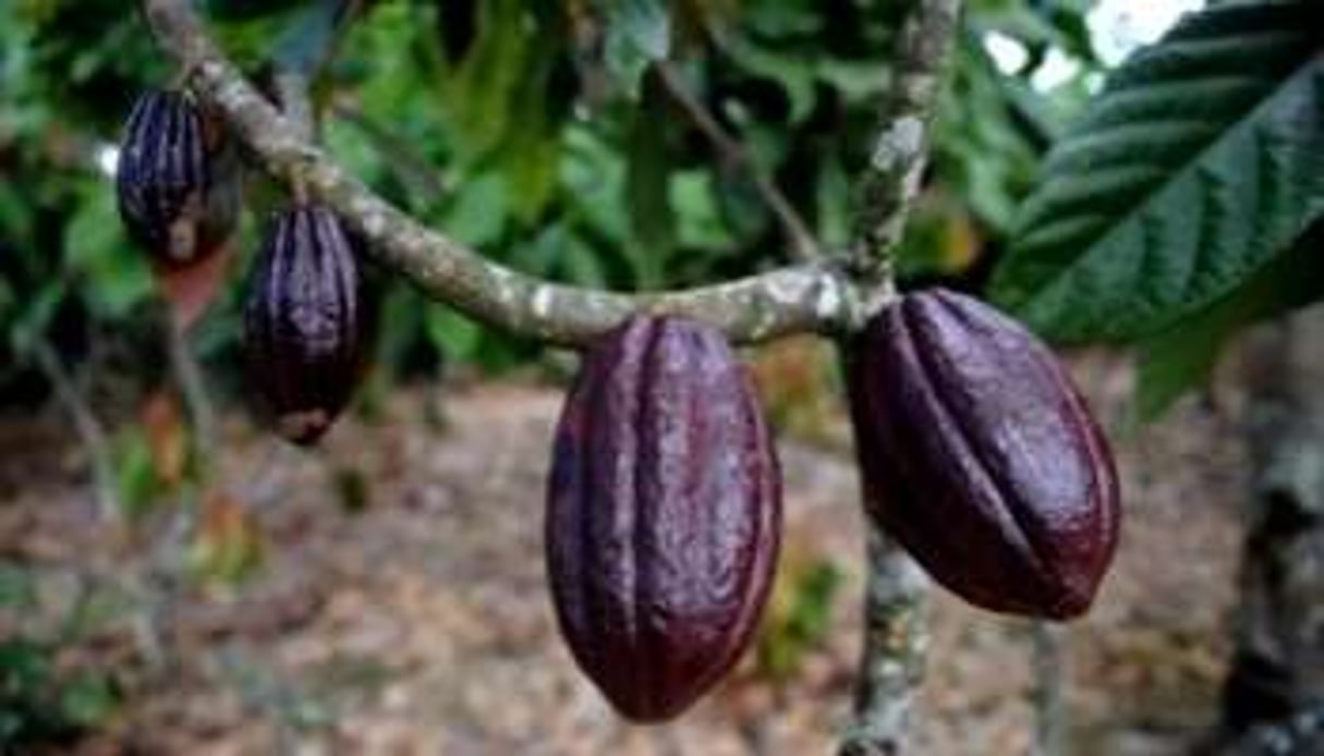 SN Chocodi, filiale de CKG Holding, s’est découvert un nouvel acquéreur potentiel. © AFP