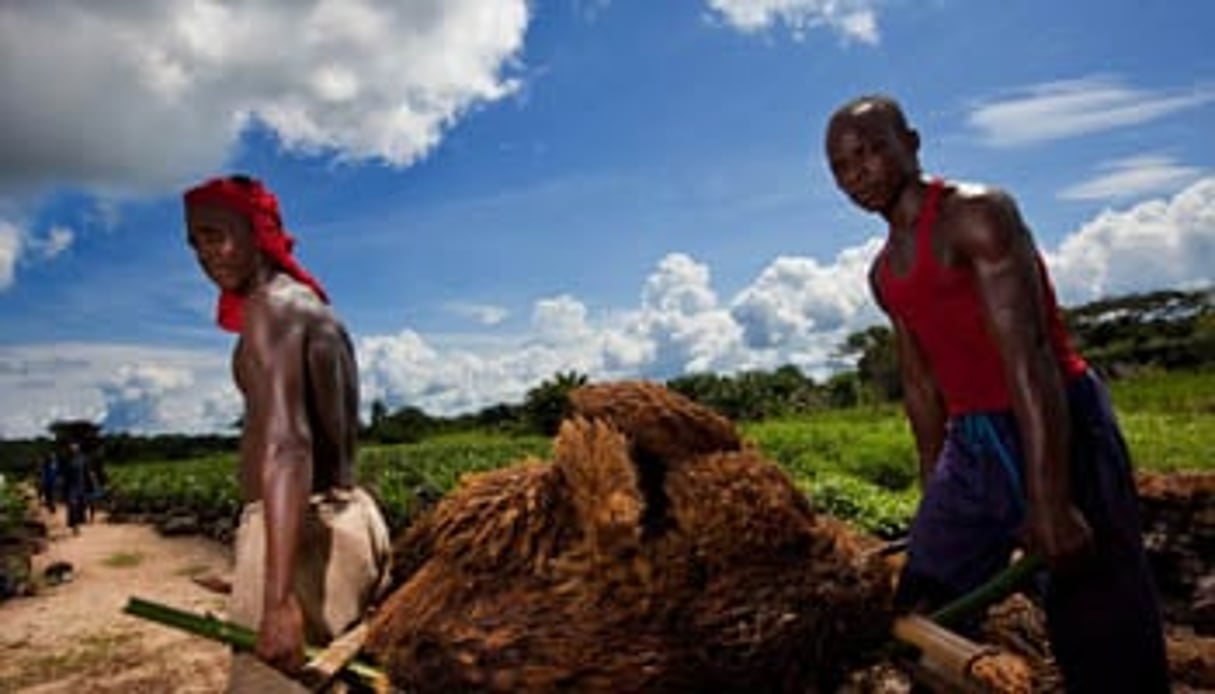 Des travailleurs à Lokutu (Province de l’Oriental), l’une des trois plantations d’huile de palme de Feronia. © Feronia