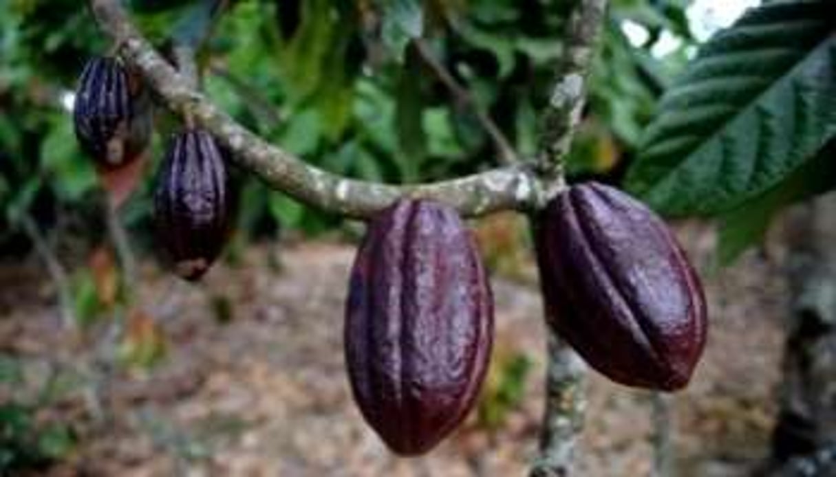 624 000 tonnes de cacao sont arrivées dans les deux ports du pays depuis le début de la saison. DR