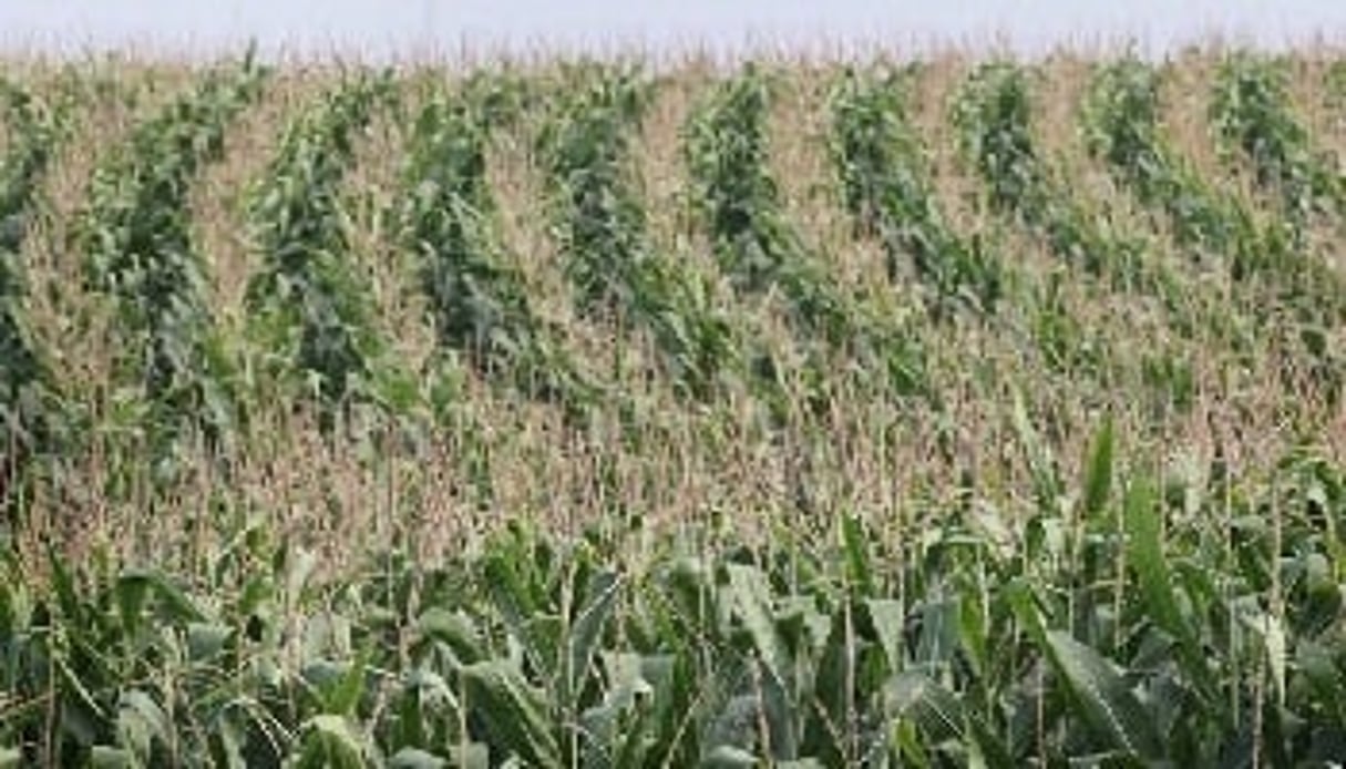 Link Seed apportera notamment son expertise locale et ses ressources génétiques dans le maïs et le soja. © AFP