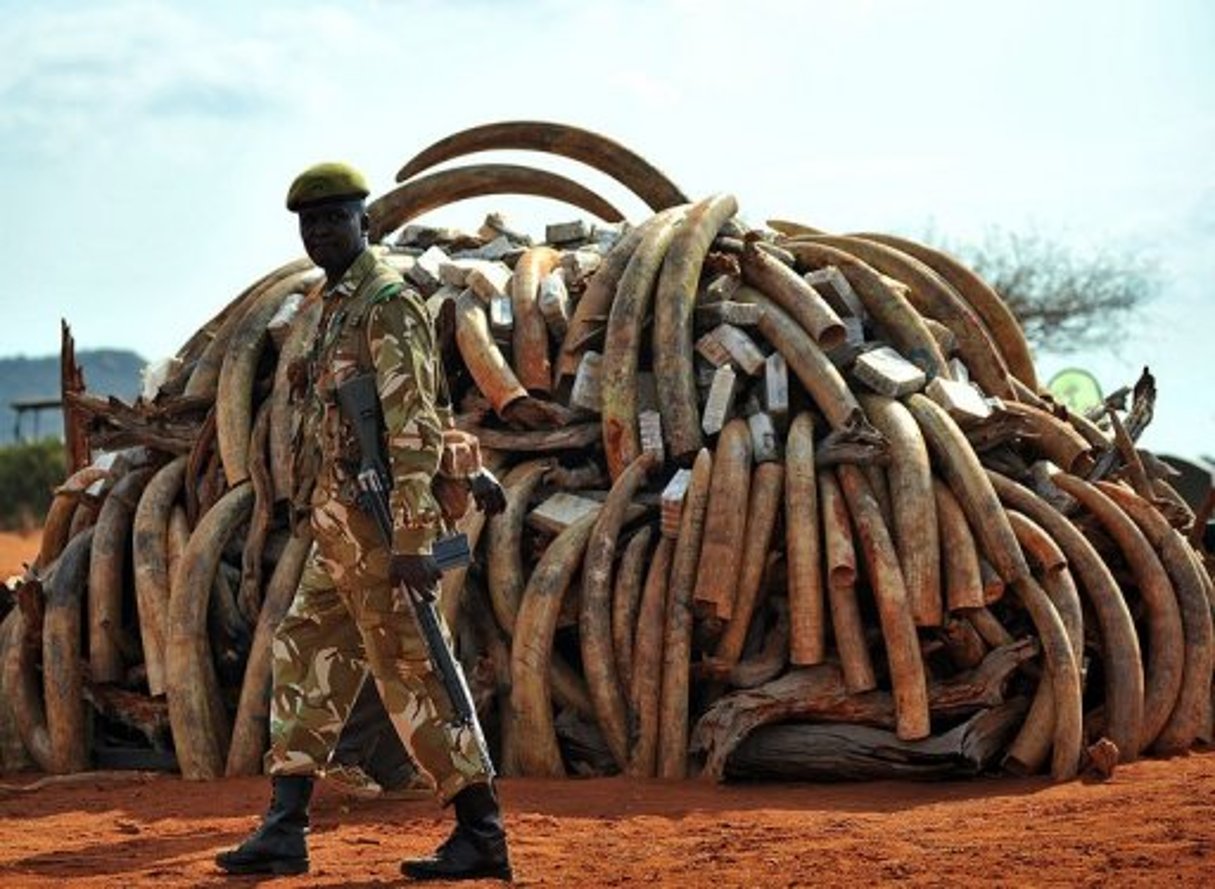 Kenya: deux tonnes d’ivoire saisies à Mombasa © AFP