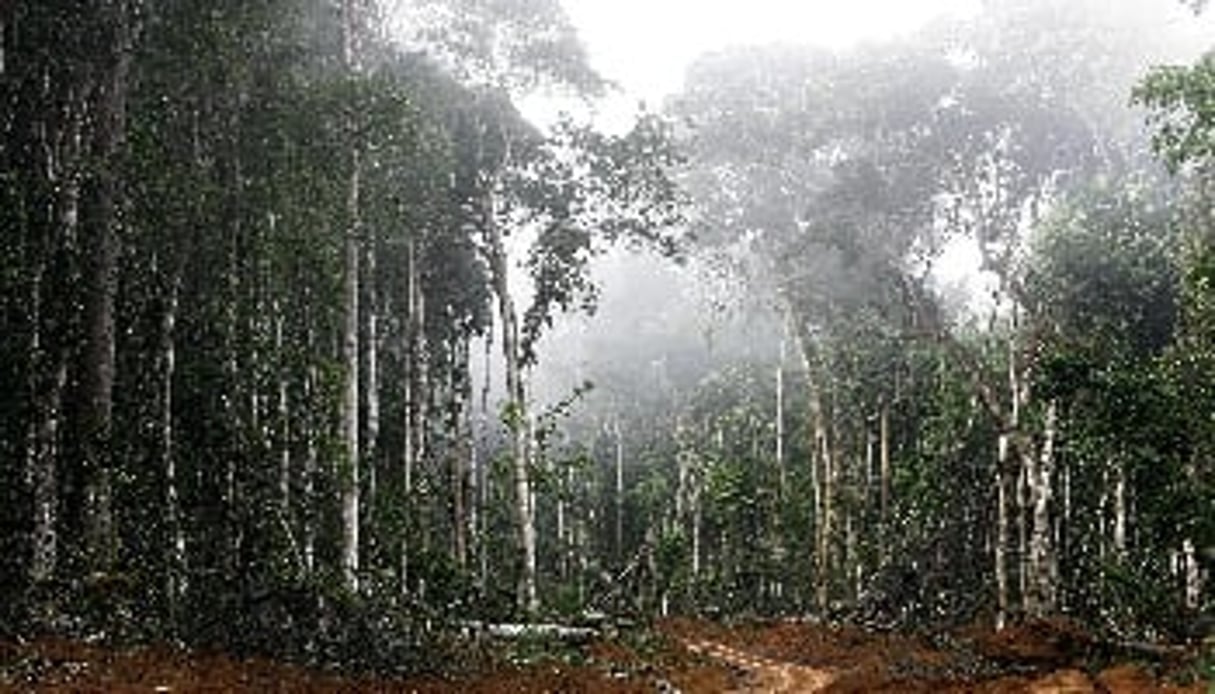 Au Gabon, le projet de fer de Belinga stagne en raison des inquiétudes sur les conséquences environnementales. © Laurent Sazy/Divergence