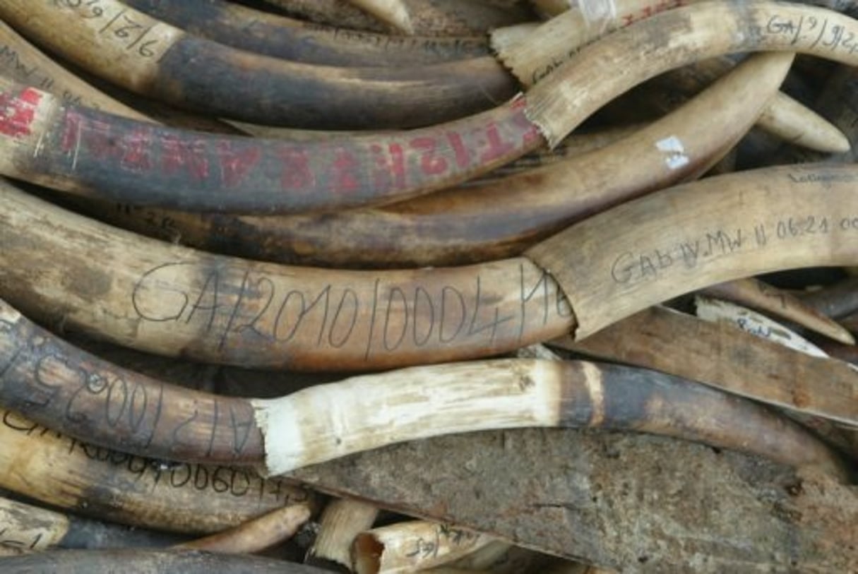 Le Gabon, nouveau repaire du braconnage d’éléphants © AFP