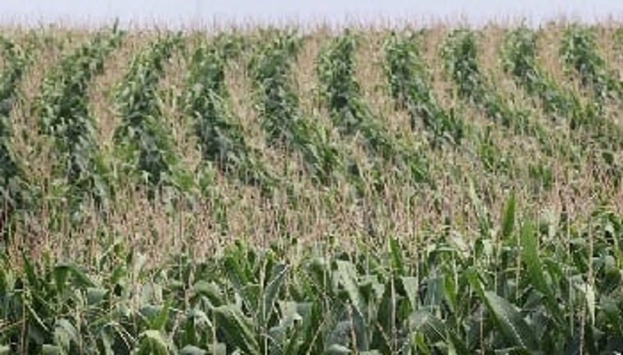 ETG a fourni en 2012 près de 1,4 millions de tonnes métriques de 25 produits différents, notamment du maïs. © AFP