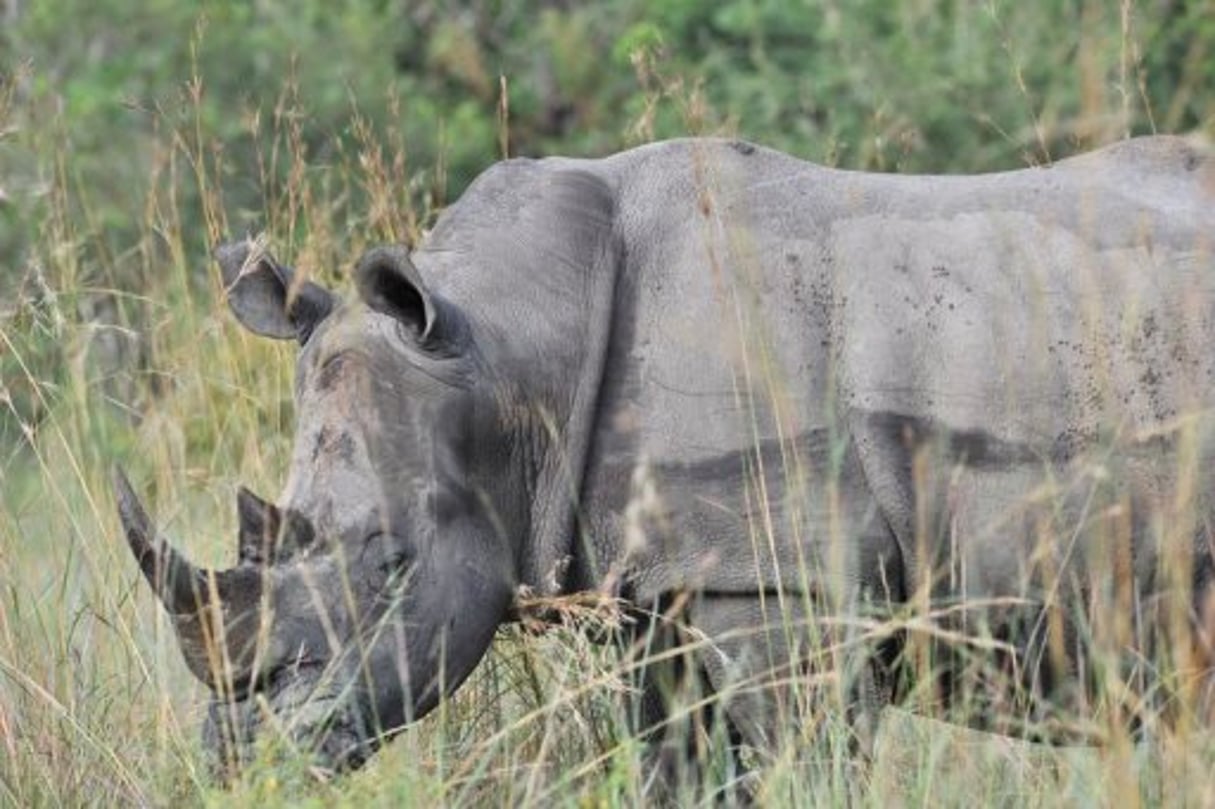 La survie des rhinocéros en Afrique menacée par les braconniers © AFP