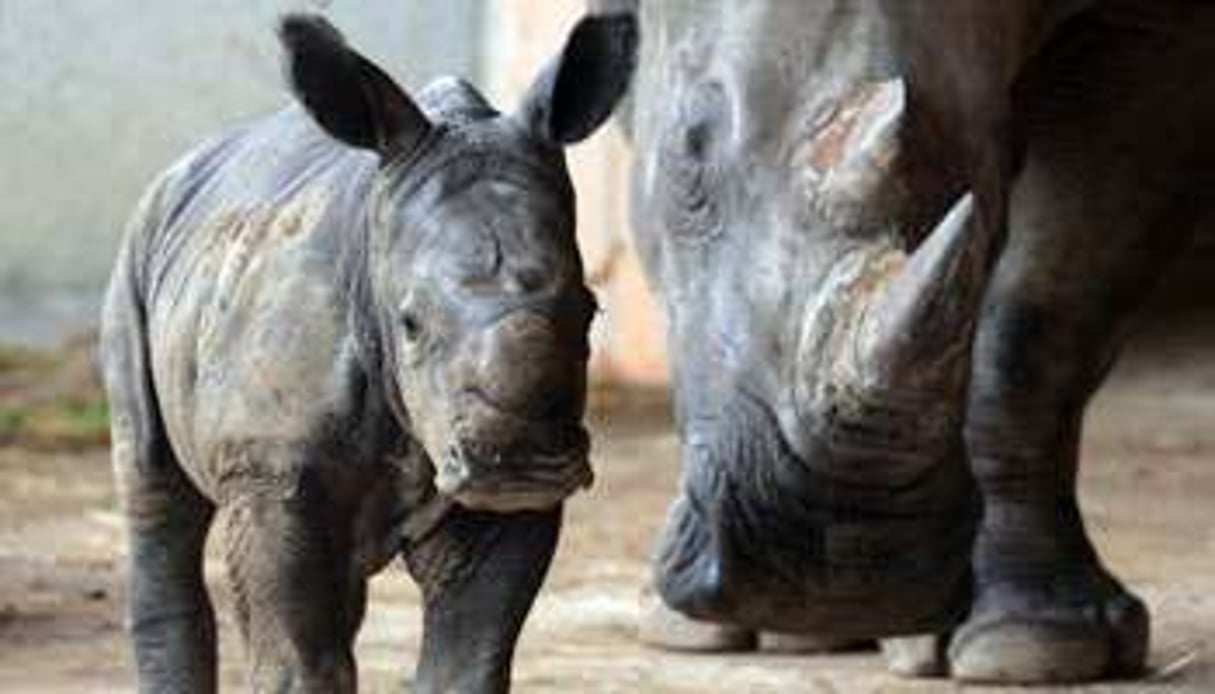 Les rhinocéros sont menacés d’extinction. © AFP