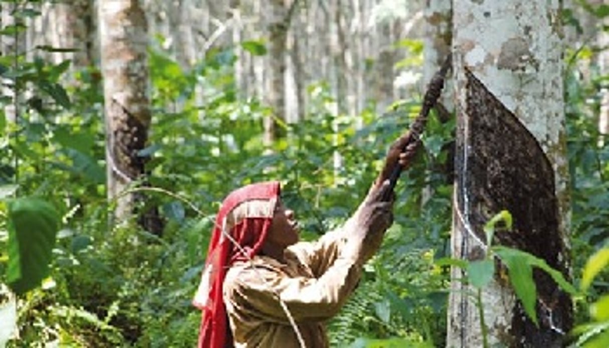 Siat-Gabon est notamment spécialisé dans la culture d’hévéas. DR