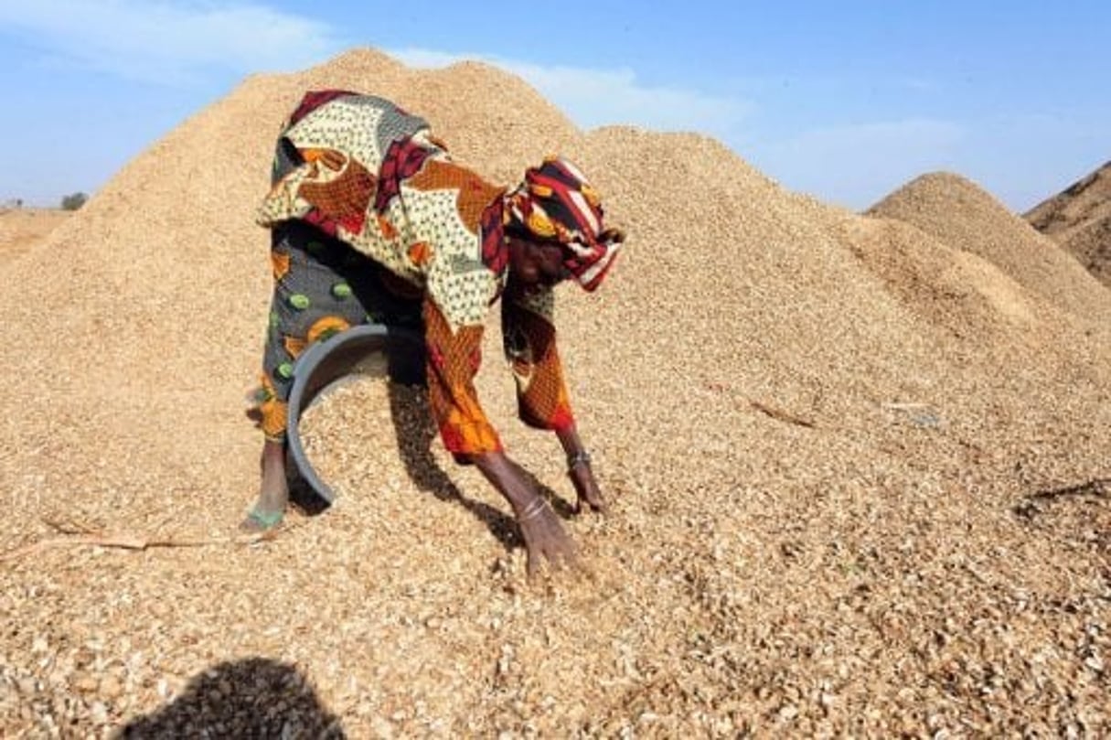 Sénégal: l’arachide, nouvel « or » du paysan grâce aux Chinois © AFP