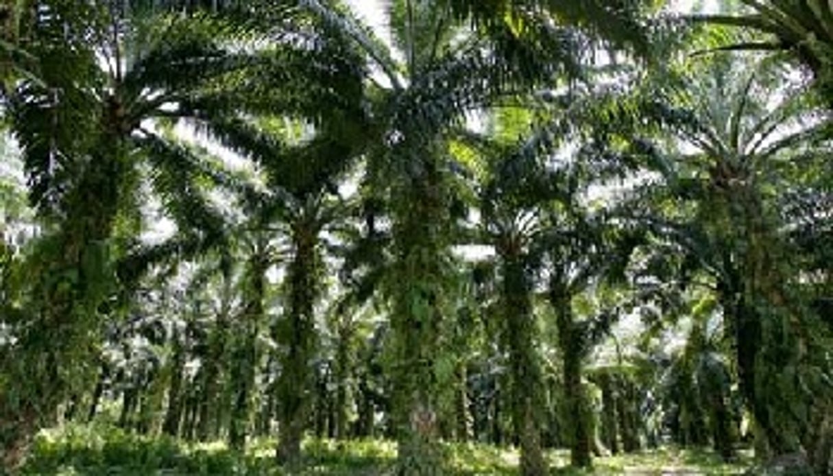 Lorsque les palmiers sont trop grands, ils deviennent inexploitables et sont donc coupés. © Jeune Afrique