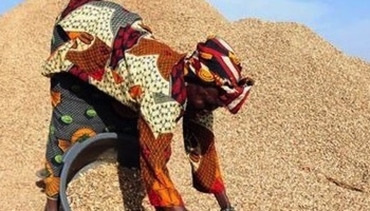 Une Sénégalaise trie des graines d’arachide. © AFP