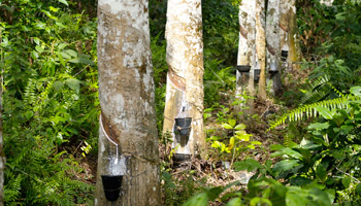La société produit 22 500 t de caoutchouc par an sur 10 000 ha de plantations. © Siat Gabon