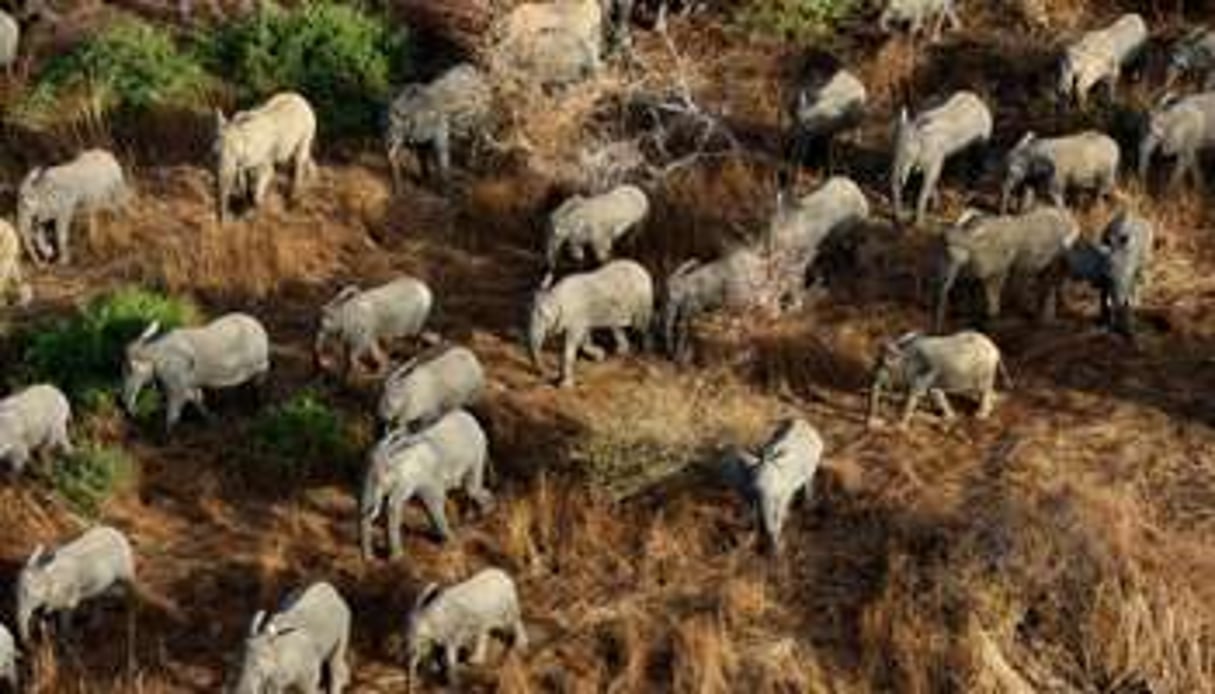 Photo aérienne d’éléphants du parc national Zakouma le 5 avril 2013. © AFP