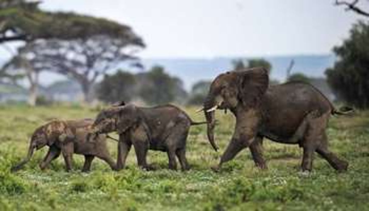 Des éléphants dans la réserve d’Amboseli, au Kenya, le 30 décembre 2012. © AFP