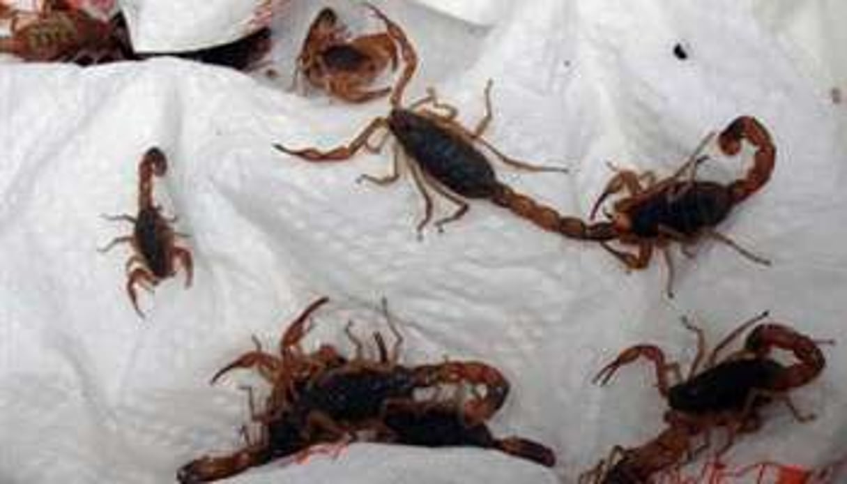 Le Maroc compte quelque 50 espèces de scorpions, dont 22 venimeuses et dangereuses. © AFP