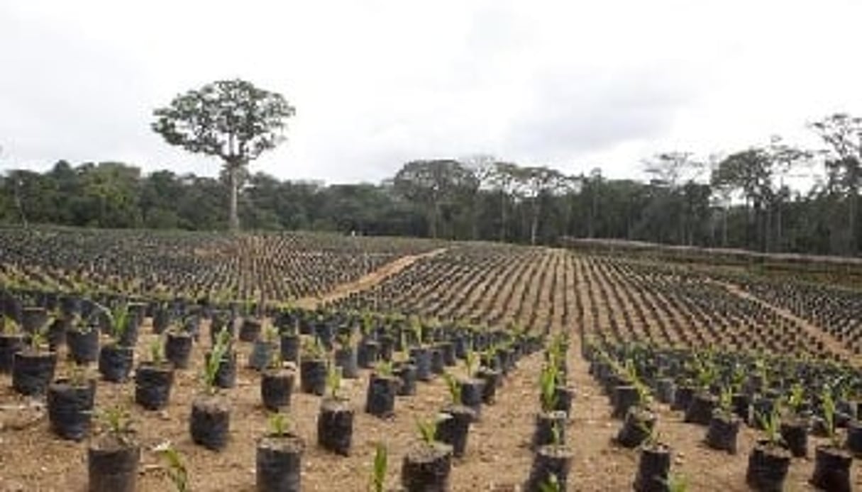 En septembre 2009, Herakles Farms avait obtenu 73 086 hectares de terre auprès du gouvernement pour la culture du palmier à huile. © Jan Joseph Stok/Greenpeace