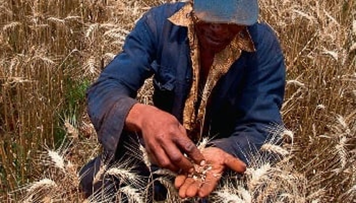 Champ de blé au Kenya. Si rien n’est fait pour améliorer la production agricole, le continent ne subviendra qu’à 13% de ses besoins alimentaires en 2050. © Trevor Snapp/Bloomberg/Getty Images