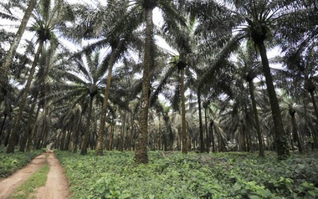 Cameroun: plainte contre un projet américain de culture de palmiers à huile © AFP