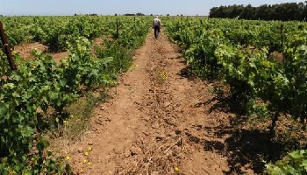 Maroc : le vin poursuit sa montée en gamme, malgré les tabous. © AFP